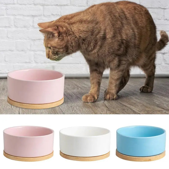 Pet Water Bowl