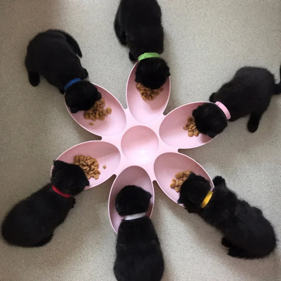 Pet Dog Petal Feeding Bowl