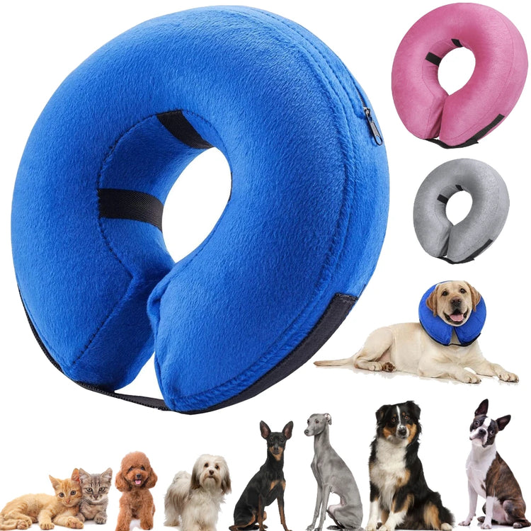 Harness, Collars and Leashes