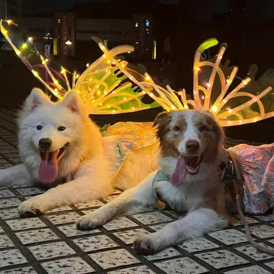 Dog Butterfly Wings Pet