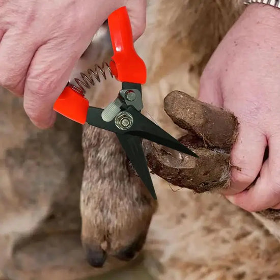 Hoof Trimming Shears for Sheep Goat