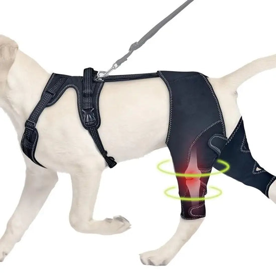 Orthopedic Brace for Dogs