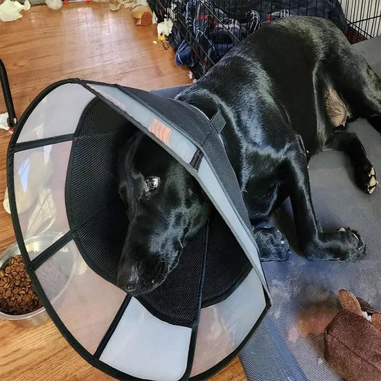 Dog Recovery Cone